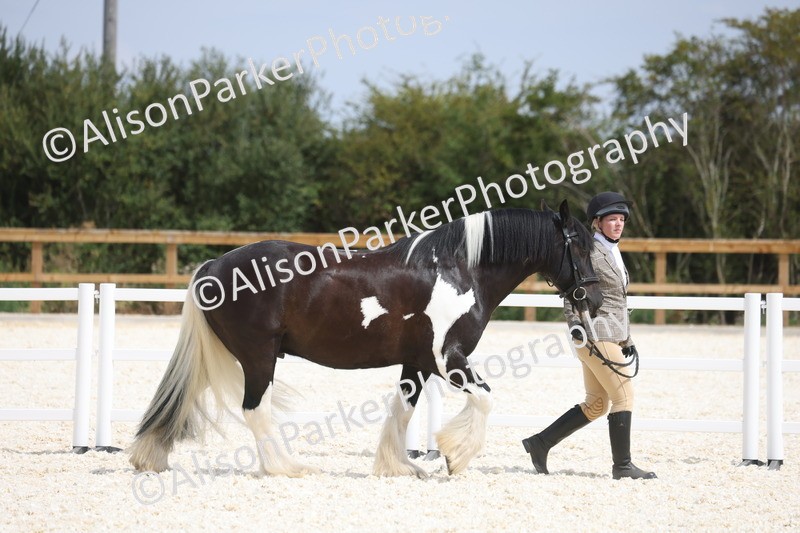 20260802-1486 - Class 16 - Best Horse or Pony