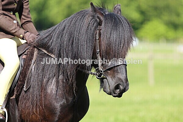 IMG_4427 - Working Hunter