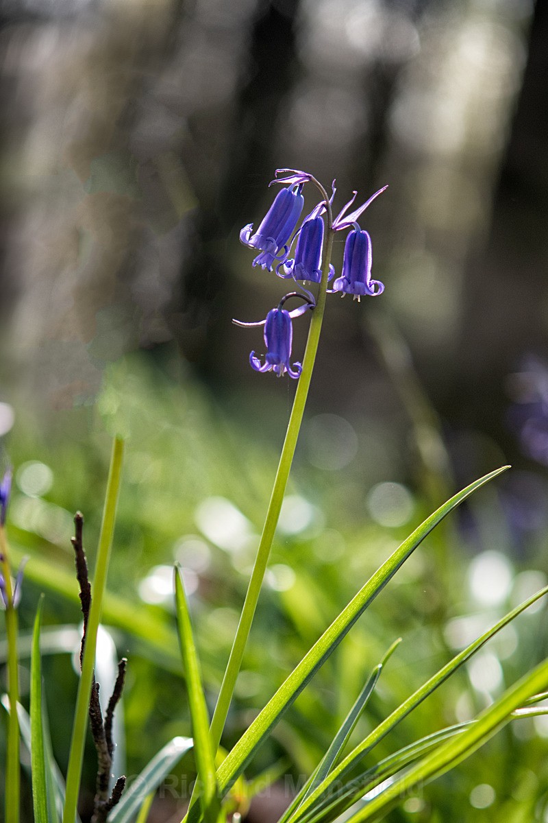  - Flowers