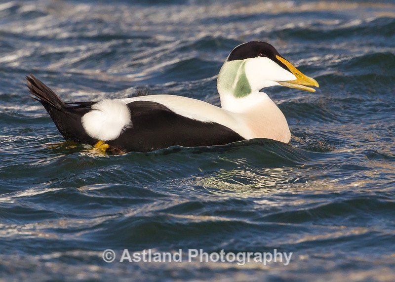 Astland Photography, Bird and Wildlife Images, Susan and Peter Wilson, U.K.