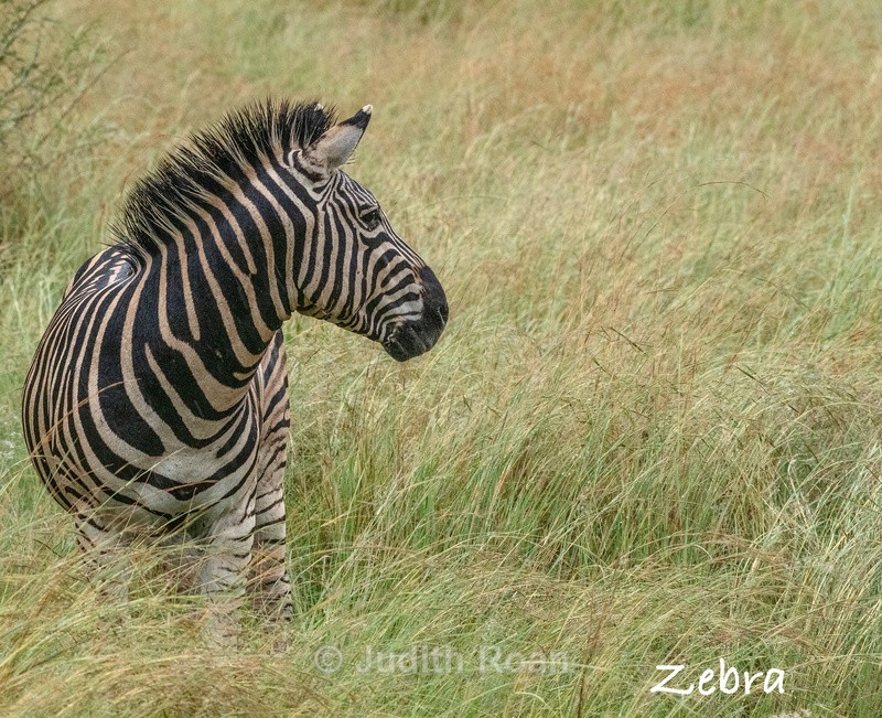  - South Africa Birds and Mammals