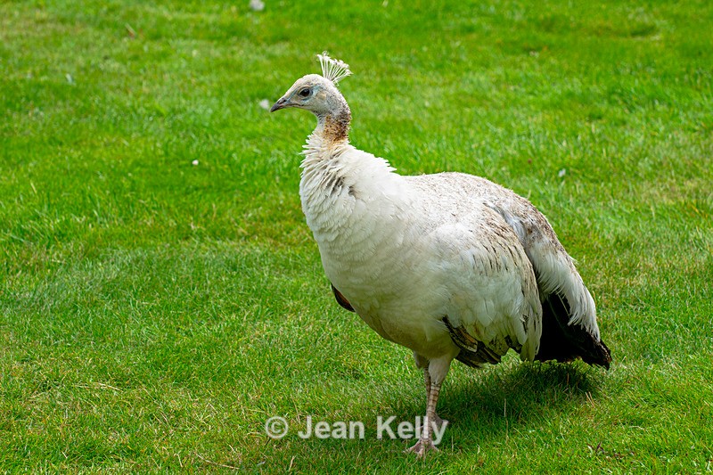 Peacock - DSC_7832 - Birds