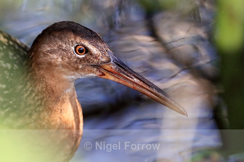 King Rail close, Viera Wetlands, Florida - King Rail