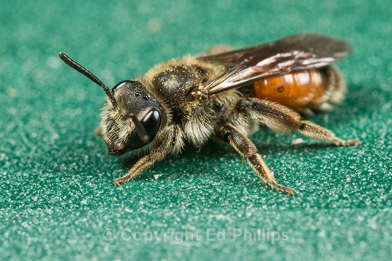 Andrena labiata (f) - Andrena labiata