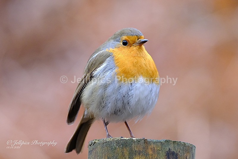  - Wildlife and Nature