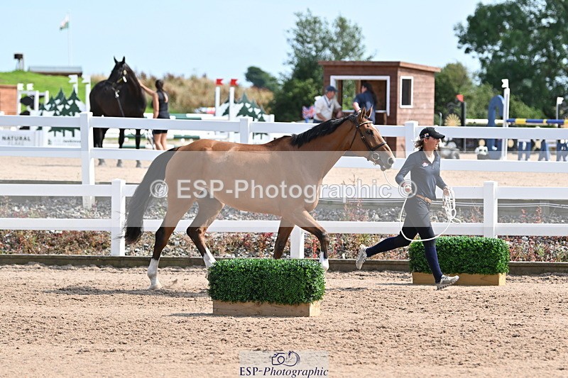 240717A-160138-03266 - Trot Up 4pm to 5pm