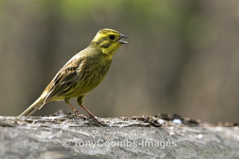 Yellowhammer  (m) - Drinking Pool Hides