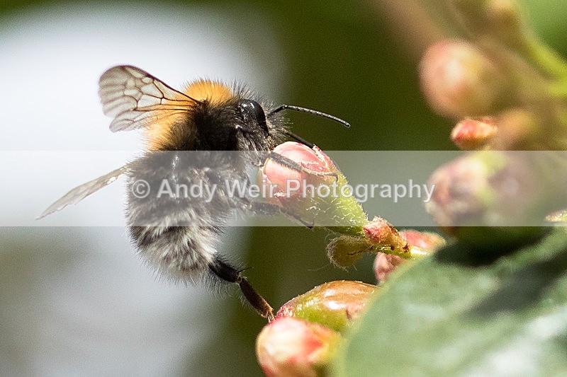 20150621-8E0A9760 - Insects