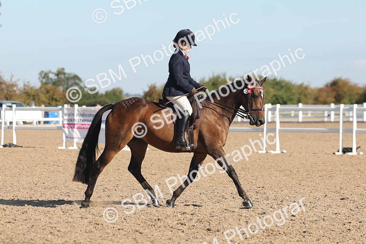 SBM_12200 - Class 303 - Ridden Pure Bred Horse Pony