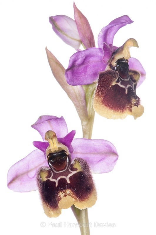  - WB: Orchids - Ophrys