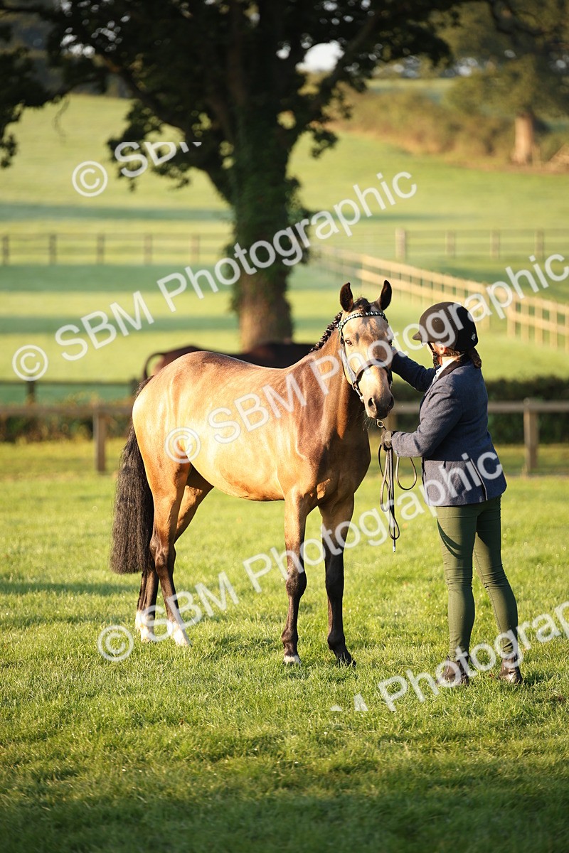 SBM_56848 - S49 - Riding Horse & Hack & Thoroughbred In Hand