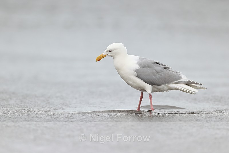 Adult Glaucous-winged Gull, Silver Salmon Creek, Alaska - Glaucous-winged Gull