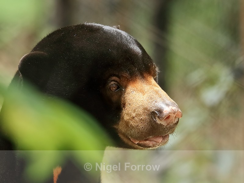 Malayan Sun Bear portrait, Cambodia - Sun Bear