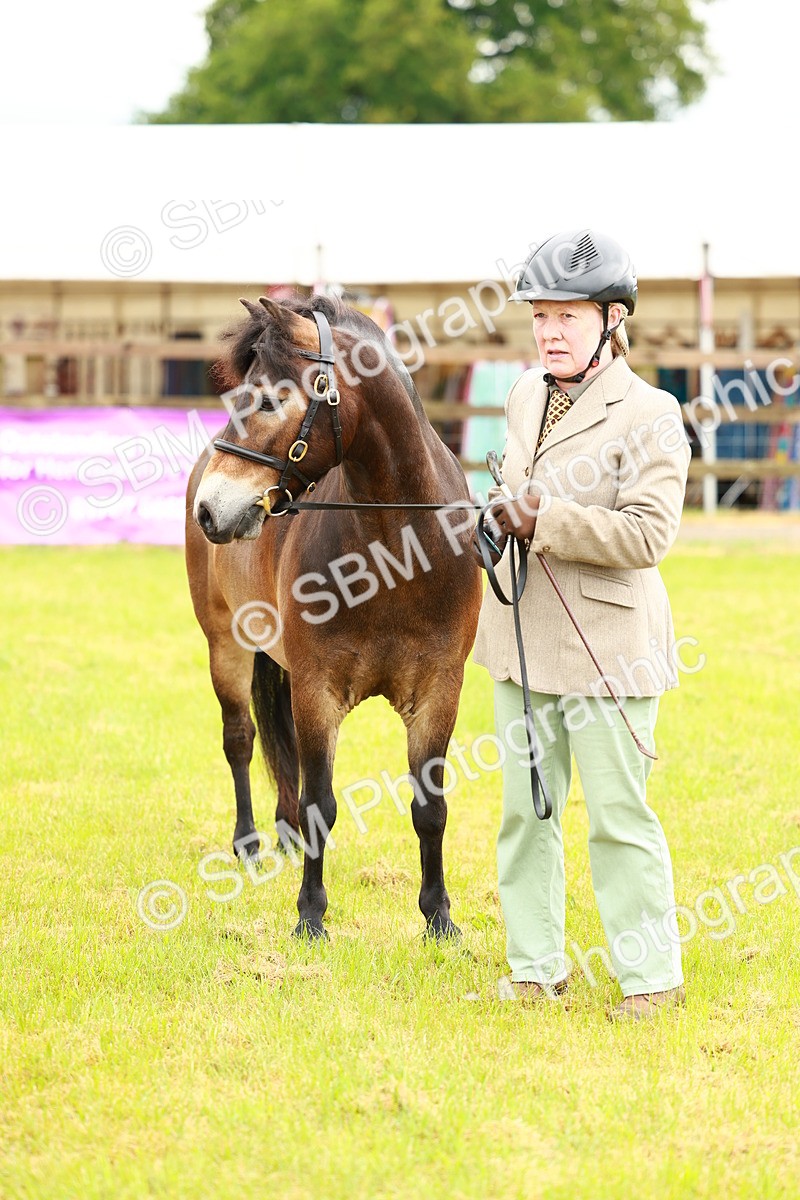 SBM_00281 - Class 58-67 - M&M Non Welsh Pony In hand