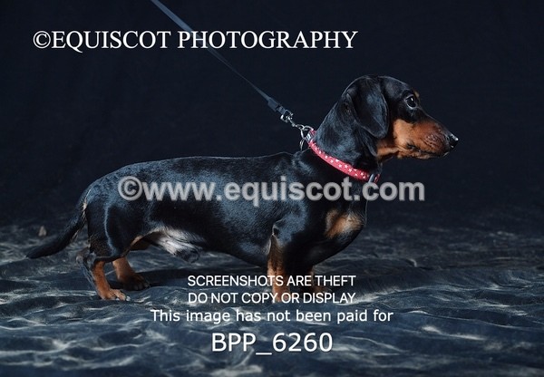 BPP_6260 - LESLEY GRANGER DOGS