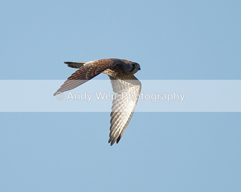 20111106-_MG_7384 - Kestrel