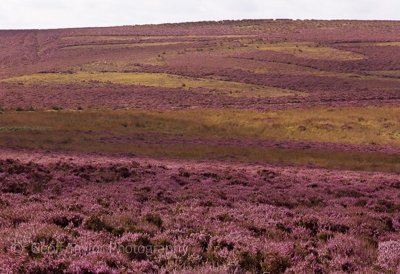 Scarred Land - The Long Mynd