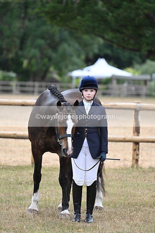 WJ7_9760 - Class 5a Most Handsome Gelding (above 14.2hh)