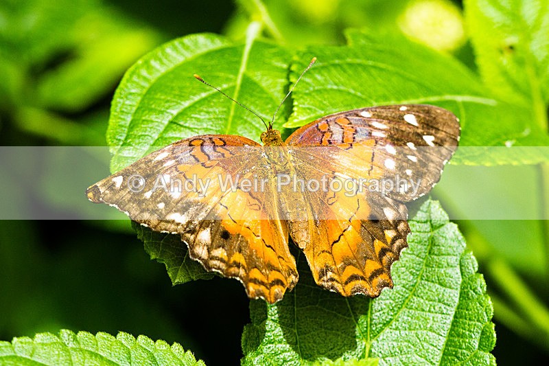 20130803-_MG_5221 - Butterflies & Moths