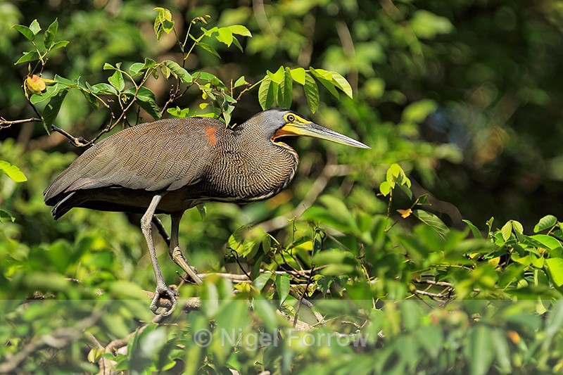 Bare-throated Tiger-Heron, Tortuguero, Costa Rica - Bare-throated Tiger-Heron