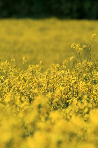 Rapeseed Field _ FL052 - Bath landscape Photography