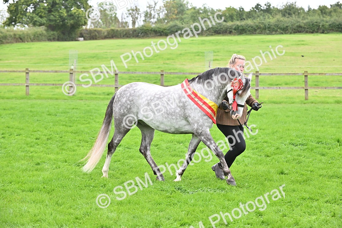SBM_65067 - In Hand Pony & Younstock Supreme Championship