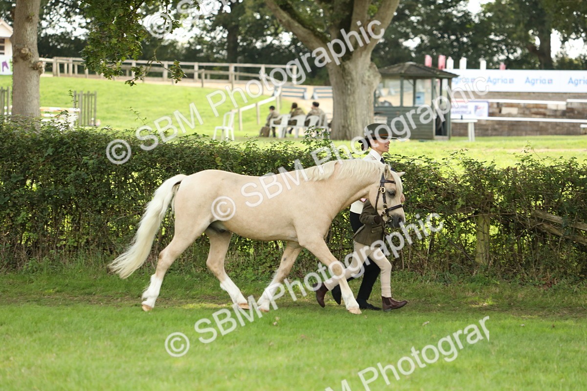 SBM_62755 - S46 - Mountain & Moorland In Hand Small Breeds
