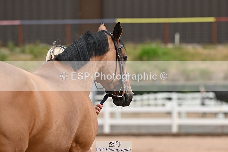 250716-145154-01458 - Trot Up 2.30 to 3.30