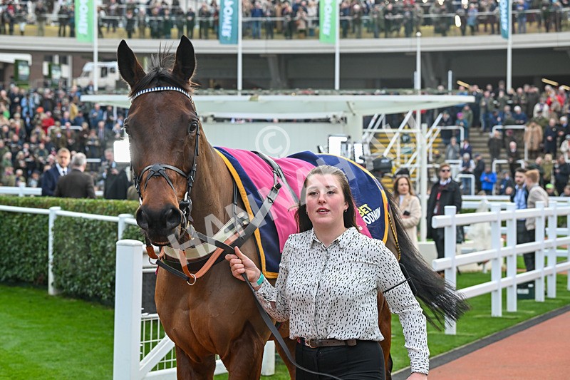 151124-Race 3-Paddock-Edwardstone-7575 - Race 3