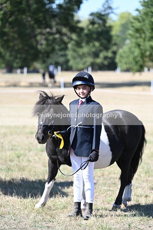 WJ7_1678 - Class 42 Most Handsome Gelding
