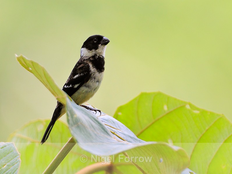 White-collared Seedeater perched on a leaf at Leaves and Lizards - White-collared Seedeater