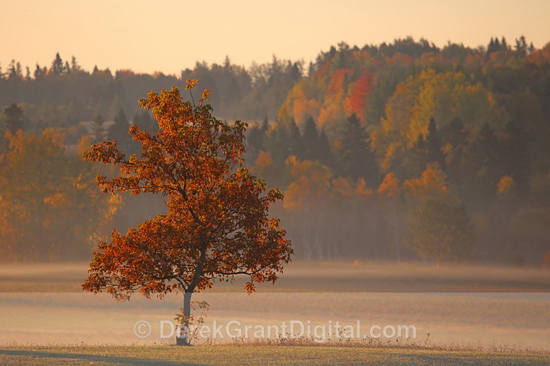 Autumn Leaves Fall Foliage New Brunswick Canada - Autumn Foliage