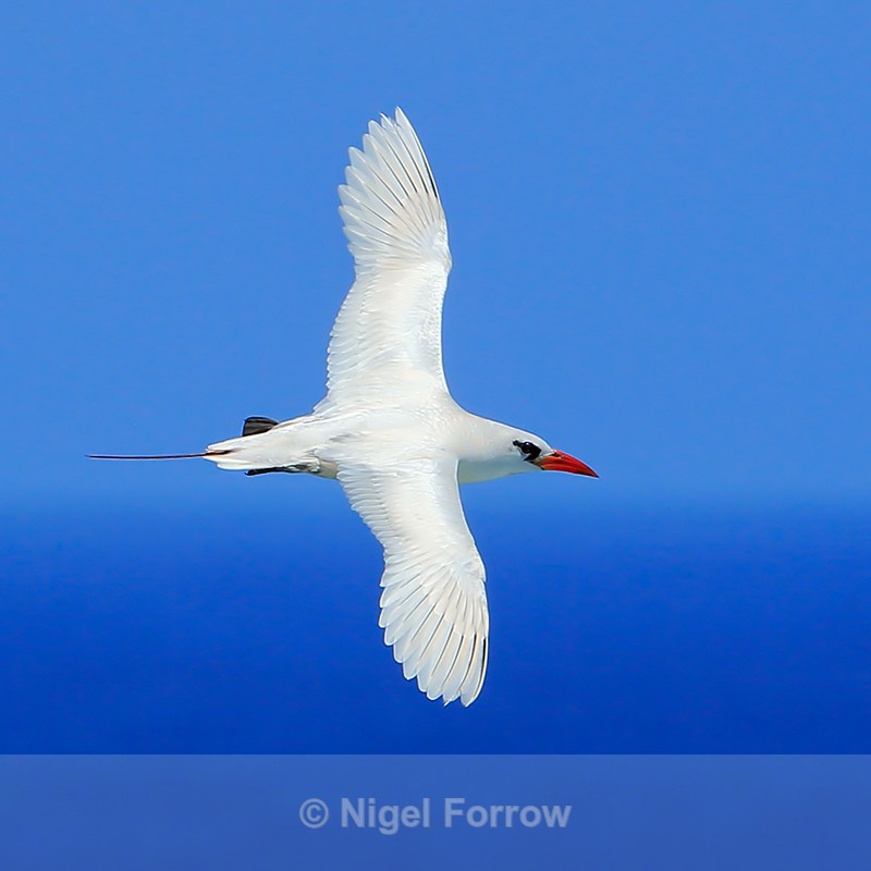 Red-tailed Tropicbird in flight, Kilauea Point, Kauai - Red-tailed Tropicbird