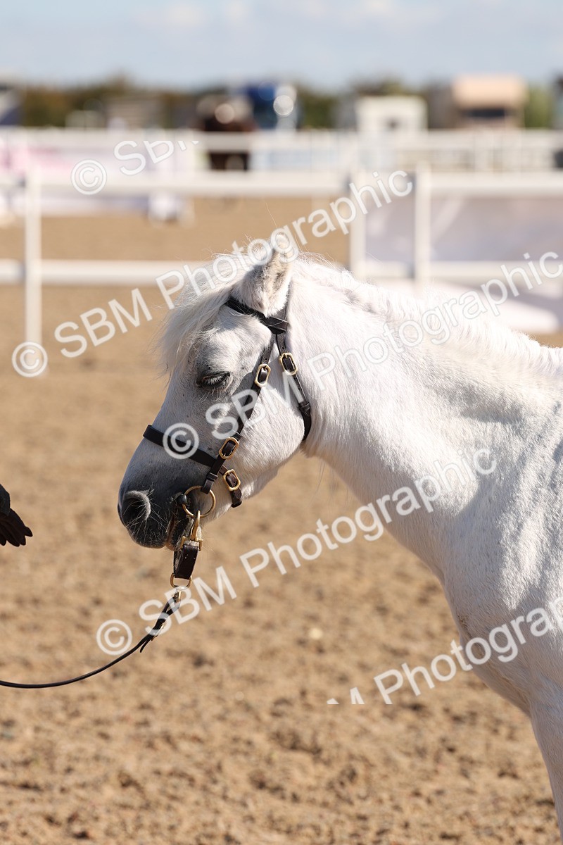 SBM_12938 - Class 206 - IH Non Show Type Pony