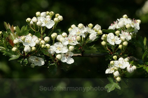Hawthorn - Floria Macro