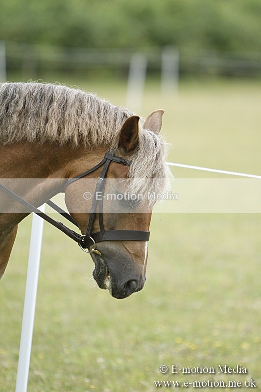 BVR160717-147 - Ring 3 BVRC Show 16/07/17