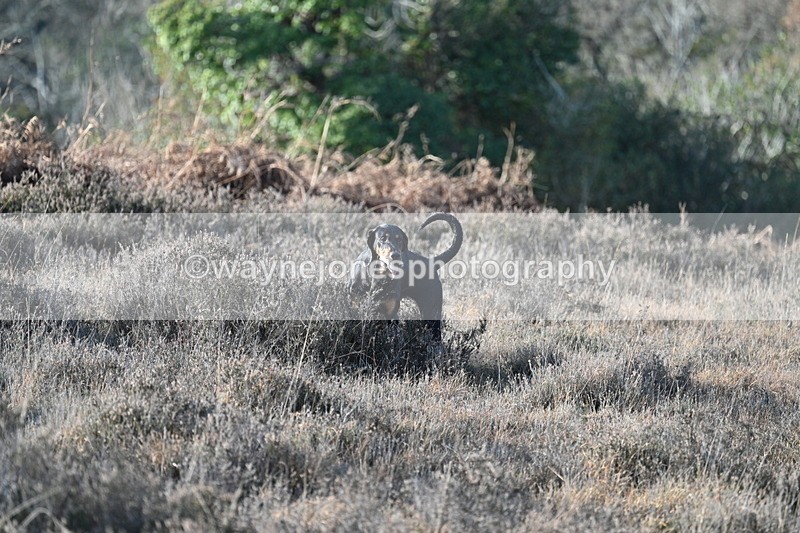 WJ7_7895 - Line 3 (no line 4 or 5)