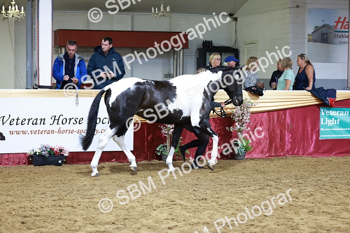 SBM_20468 - Class G - IH Large (over 148cm)Champ