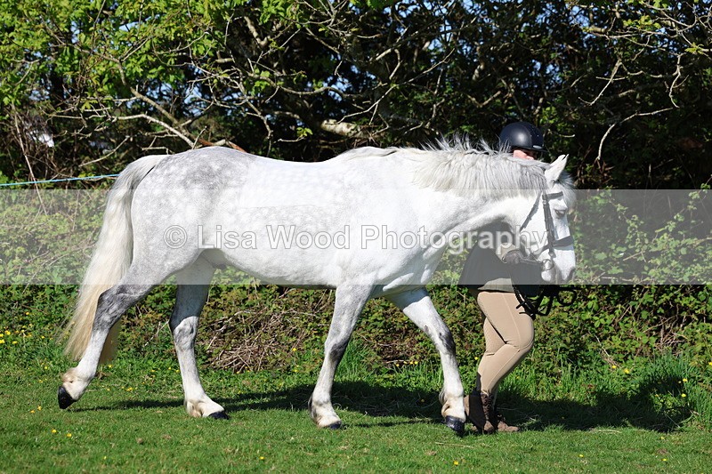 3E7A8532 - Class 13: M & M Large Breeds