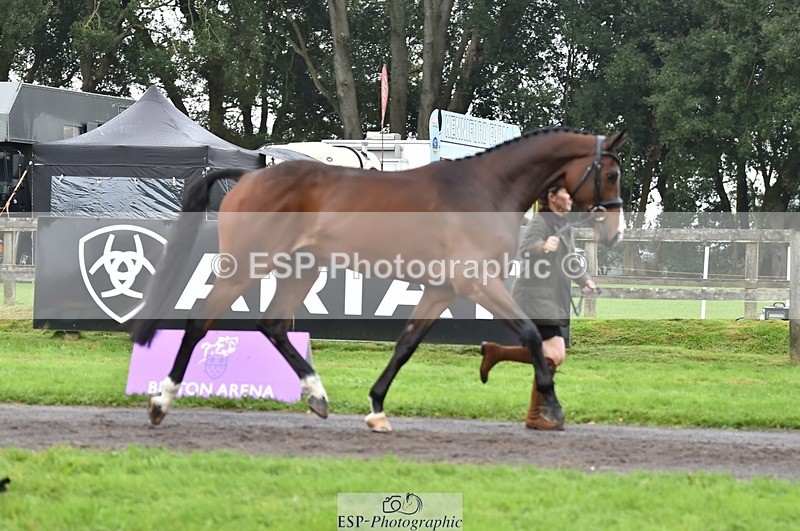 231018-123508-00381 - 045-HILDARE.REGARDE.MOI-Danielle.Mccormack-TrotUp