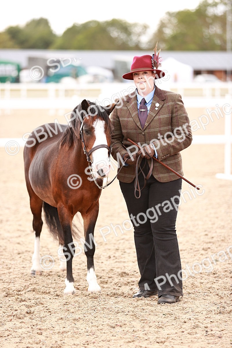 SBM_16196 - Class412 - Handsome Gelding (IH  or Ridden) Adult