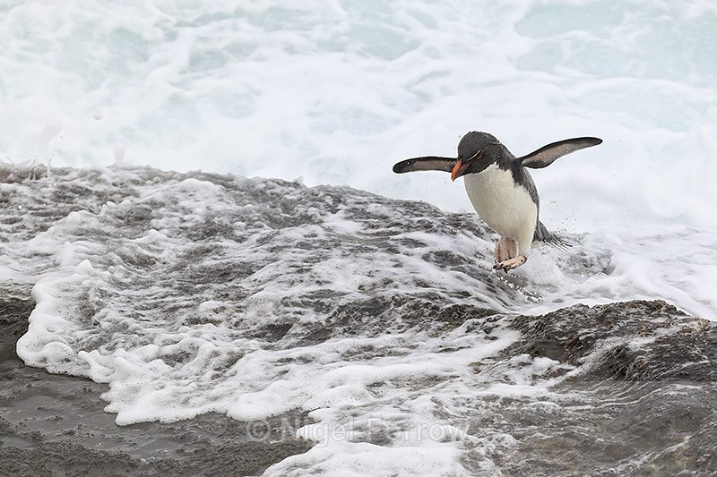 Rockhopper Penguin lands, flippers raised, Saunders Island - Rockhopper Penguin