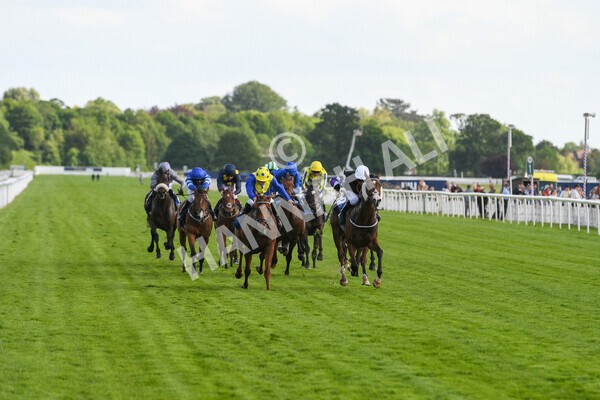 yr21052022r6-16 - Race 6: 4:42pm Yorkshire Regiment Stakes