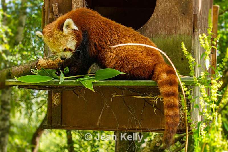 Red Panda - DSC_9544 - Red Pandas