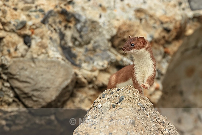Short-tailed Weasel, Duck Island, Alaska - Stoat