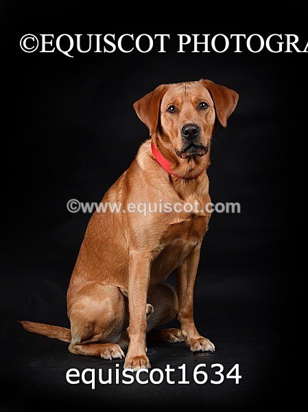 equiscot1634 - PADDY