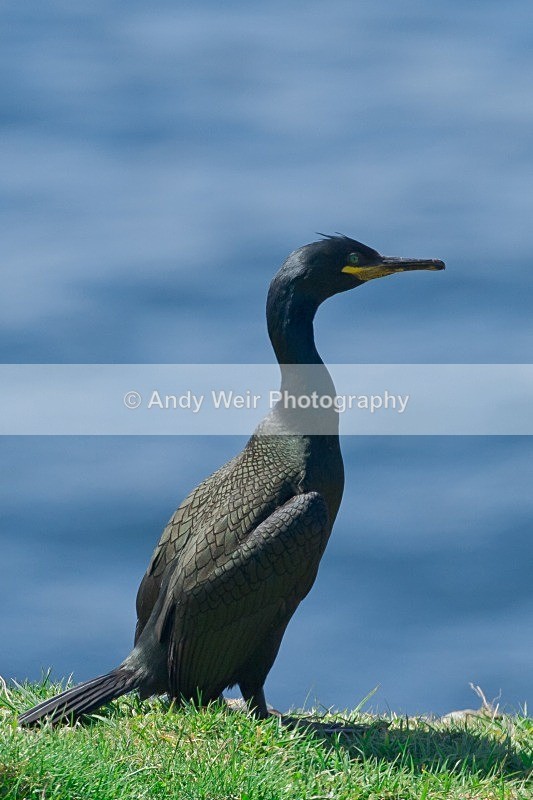 20120531-_MG_9722 - Cormorants & Shags
