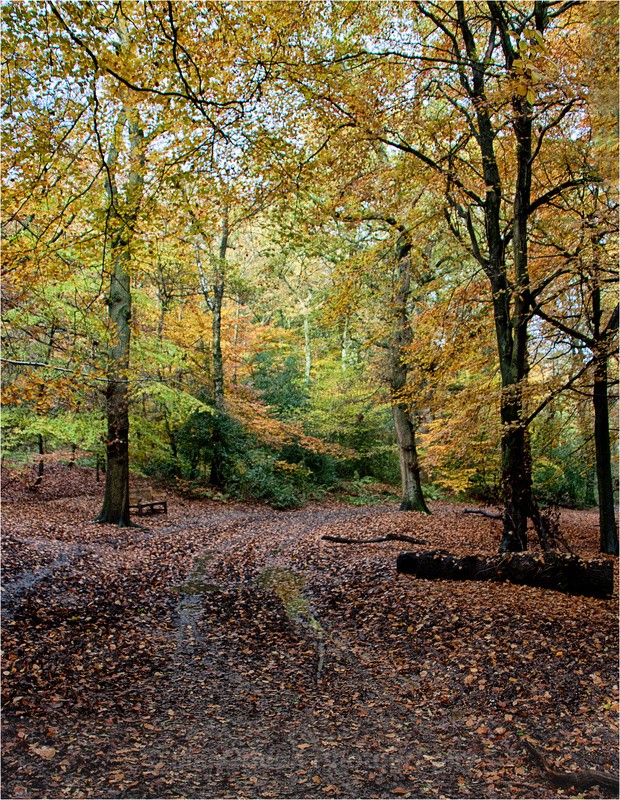 Pinfield Woods - Worcestershire