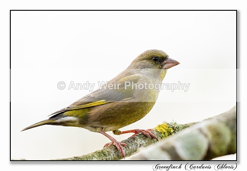 191119-7D-8E0A1245-Edit - Finches