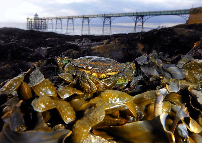  - Coastal Wildlife, Great Britain